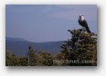 Canadian Gray Jay